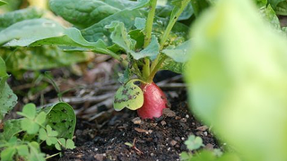 Illustration for article titled The Seven Easiest Vegetables to Grow for Beginner Gardeners